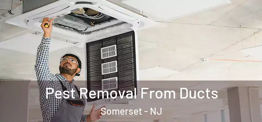 Pest Removal From Ducts Somerset - NJ